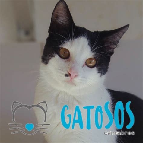 gatos cantabria|Gatosos Cantabros